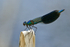 Banded Demoiselle