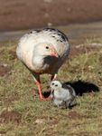 Andean Goose, adult & gosling, Machuca, Chile