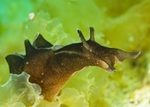 Aplysia punctata