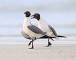 Laughing Gulls, Fort De Soto Park, Florida
