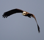 Marsh Harrier