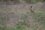 Hiding Hares, 3, can you spot them? DSC_6527