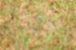 SBM_02678