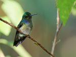 Charming Hummingbird p...
