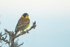 Black-headed Bunting