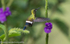 Many-spotted Hummingbird