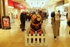 15. OMG Emoji Dog, St David'd Centre