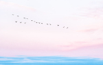 CANADA GEESE AT DAWN - BIG CREEK