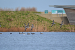 Dark-bellied Brent Geese
