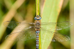 Male Migrant hawker