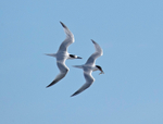 Sandwich Terns - Sterna sandvicensis