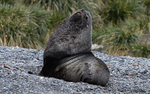 Fur seal