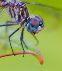 Dragonflies _0046