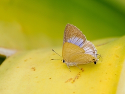 Cornelian butterfly