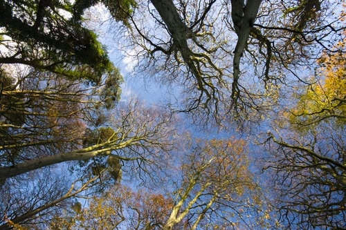 Late Autumn trees in Molly Quirk's Glen, Onchan. A good picture for a canvas print with the trees wrapping around the…
