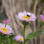 Variable fleabane (Erigeron polymorphus)