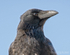 Crow