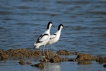 Avocets