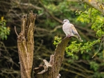 Turtle Dove