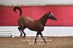 BPP_1211