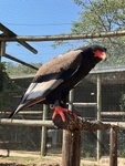A Bataleur - SA