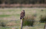 Owls portfolio