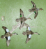 LEVI - TEALS