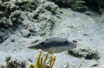 Puffer fish