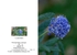 Spring 7. Ceanothus