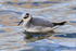 Grey Phalarope on the water at Farmoor Reservoir