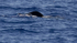 Short finned pilot whale, Madeira, Portugal(FLUKE)