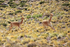 Vicunas running, near Salar de Talar, Atacama Desert, Chile