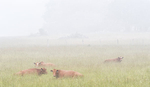 COWS IN MEADOW, JUNE 2018 - BRUCE PENINSULA
