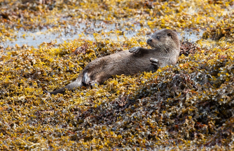 Eurasian Otter - Isle of Mull - Scotland