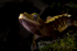 Crested Gecko