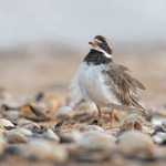 Liz Wallis-Silver Medal-Ringed Plover Display