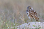 Burrowing Owl standing on one leg, Cape Coral, Florida
