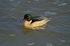 Goosander