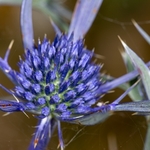 Amethyst eryngo, Italian eryngo (Eryngium amethystinum)