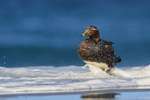 Falkland Steamerduck (female) standing in surf, Sea Lion Island