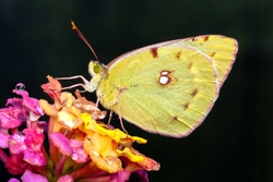 Clouded Yellow