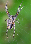 Garden Spider