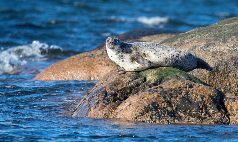 Common Seal - Isle of Mull - Scotland