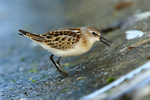 Little Stint feeding on the causeway at Farmoor Reservoir