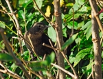 Blackbird