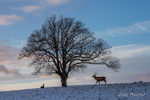 Red Deer on a winters morning