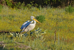 Dalmatian Pelicans