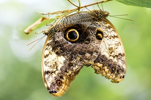 An owl butterfly is a butterfly, in the genus Caligo, known for their huge eyespots, which resemble owls' eyes. They…