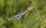 Emerald Damselfly