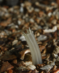 Arcopagia crassa siphon